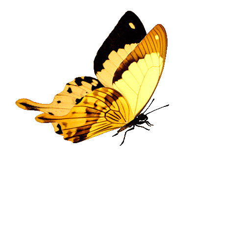 Анимированная открытка GIF анимация летающие бабочки
